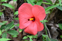 Abelmoschus moschatus tuberosus