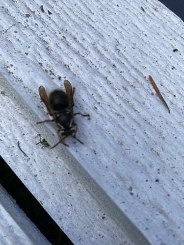 Bald-faced Hornet