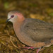 Southern Lemon Dove - Photo (c) Callum Evans, some rights reserved (CC BY-NC), uploaded by Callum Evans