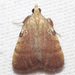 Drab Condylolomia Moth - Photo (c) Fyn Kynd, some rights reserved (CC BY-SA), uploaded by Fyn Kynd
