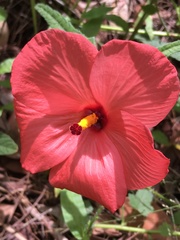 Abelmoschus moschatus tuberosus