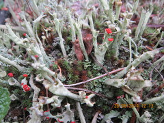 Cladonia sulphurina