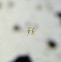 Strobilidium