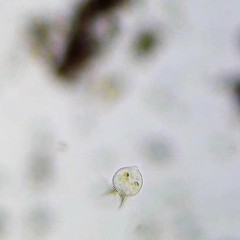 Strobilidium