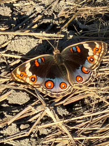 Blue Pansy