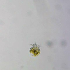 Strobilidium