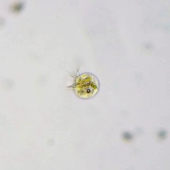 Strobilidium