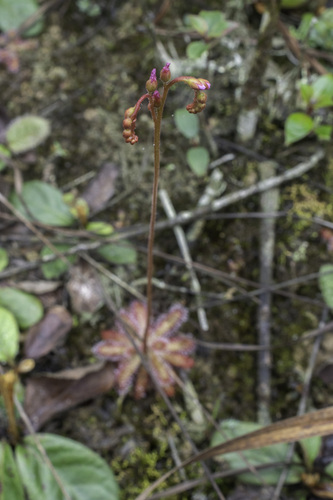 Drosera latifolia