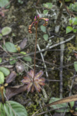 Drosera latifolia