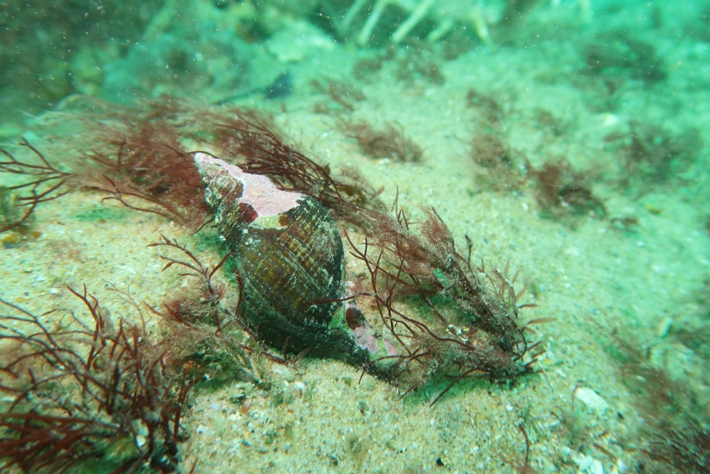 Australian Horse Conch on May 17, 2026 at 01:42 PM by David Spencer ...