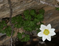 Anemonoides baldensis