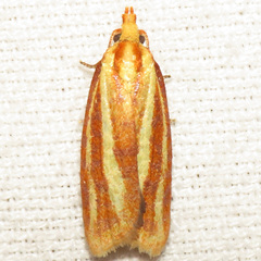 Sparganothis tristriata