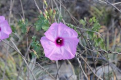 Ipomoea rupicola