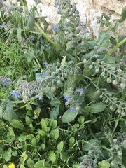 Borago officinalis