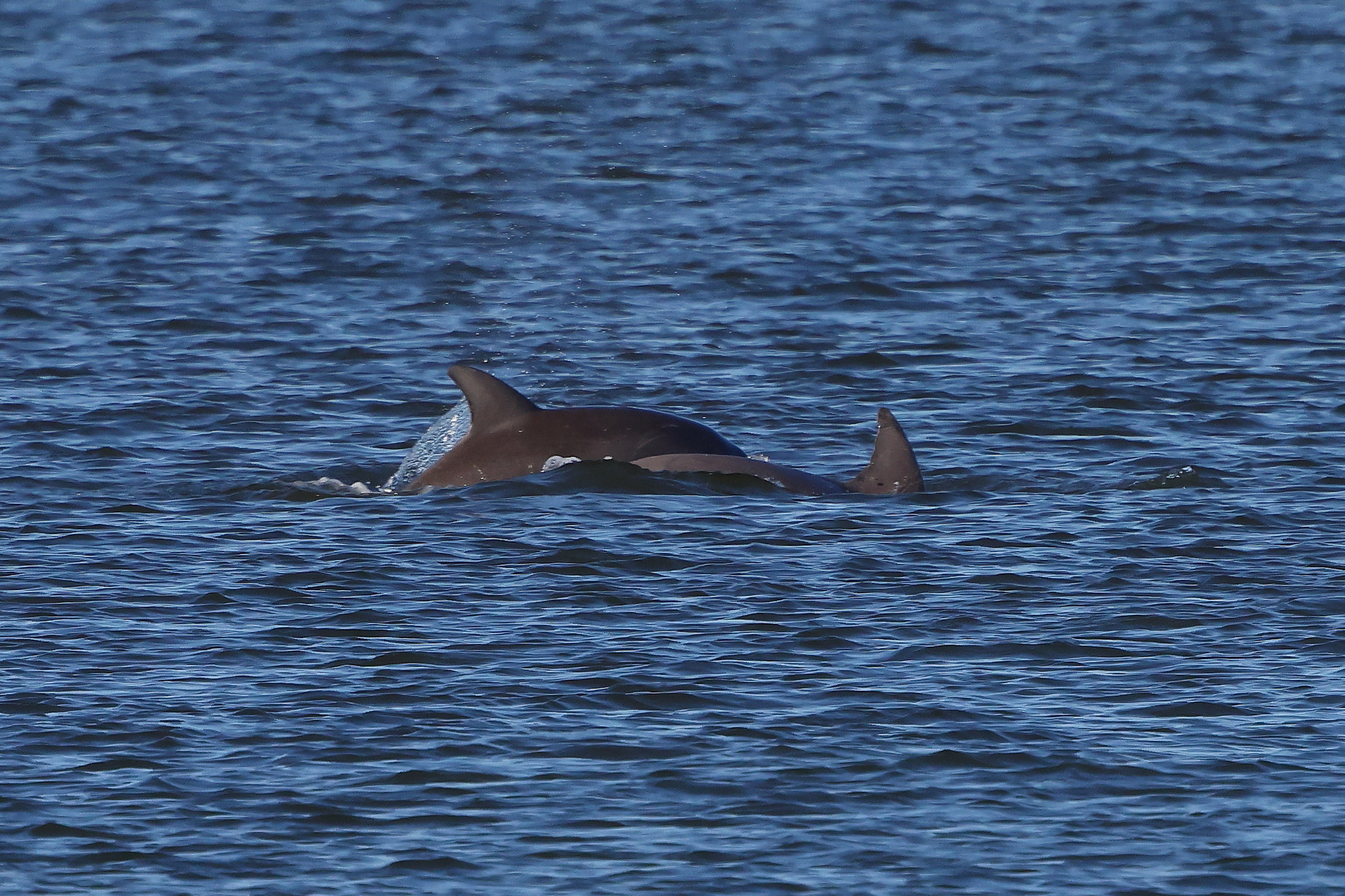 Tursiops erebennus