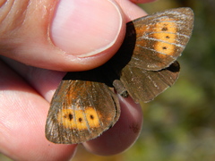 Erebia mancinus