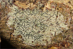 Halegrapha mucronata