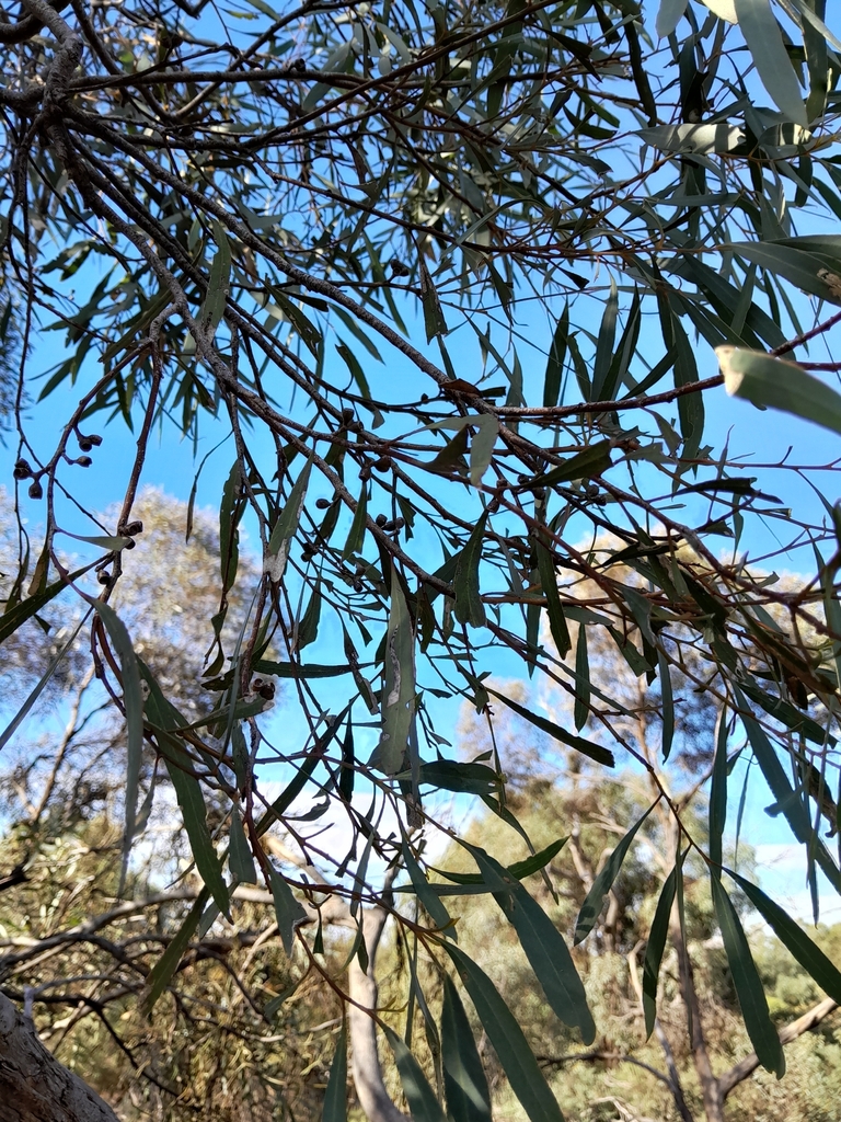 Eucalyptus odorata Behr 2