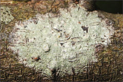 Pertusaria pertractata