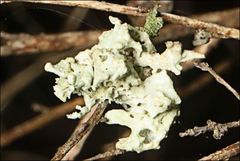 Ramalina inflata