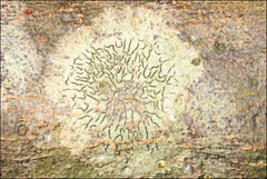 Halegrapha mucronata