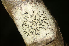 Halegrapha mucronata