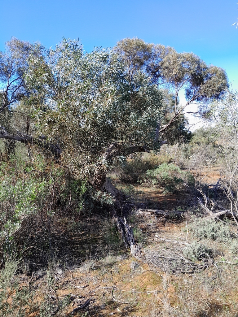 Eucalyptus odorata Behr 3
