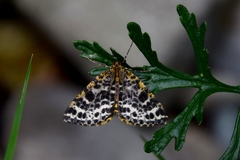 Arichanna melanaria