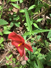 Abelmoschus moschatus tuberosus