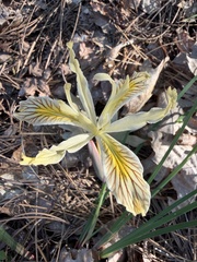 Iris chrysophylla, photograph (c) Dee Shea Himes, some rights reserved (CC BY)