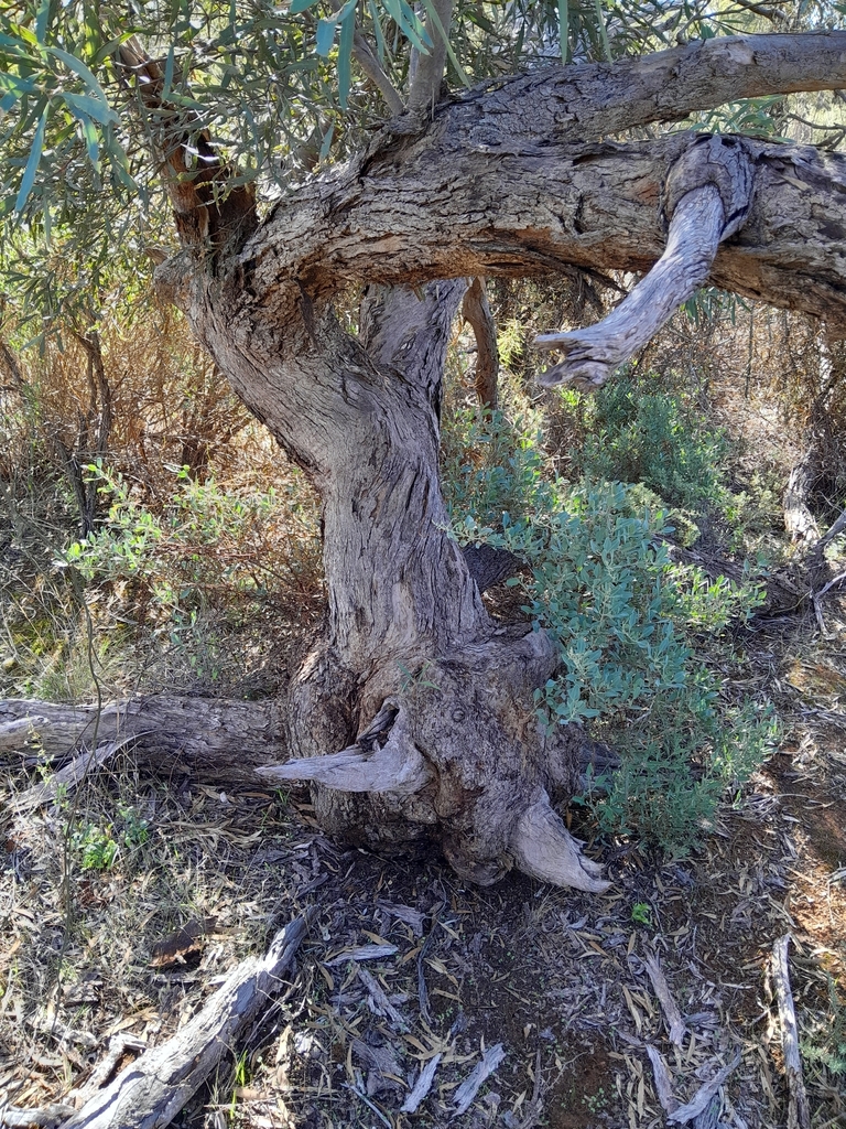 Eucalyptus odorata Behr 4
