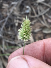 Enneapogon lindleyanus