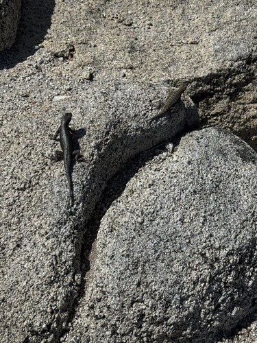 iNaturalist observation photo of Western Fence Lizard
