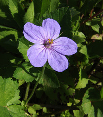 Erodium gruinum
