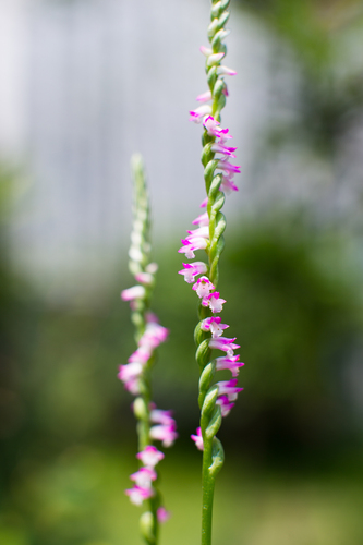 Spiranthes sinensis