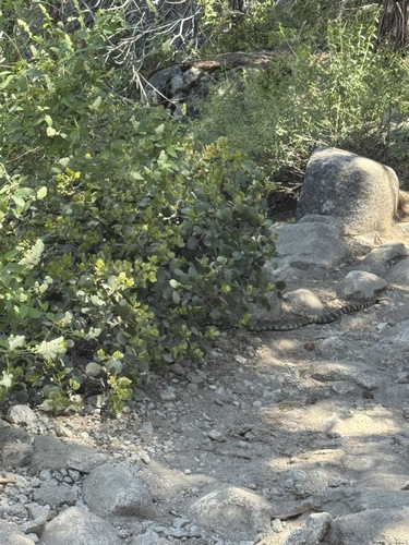 iNaturalist observation photo of Northern Pacific Rattlesnake