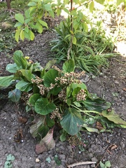 Bergenia crassifolia