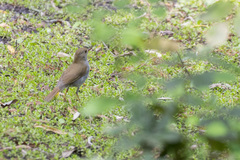 Catharus aurantiirostris