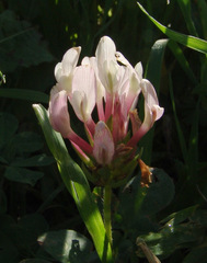 Trifolium clypeatum