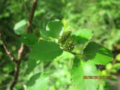 Betula humilis