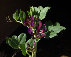 Vicia narbonensis