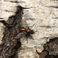 Gymnocheta viridis
