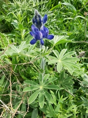 Lupinus pilosus