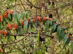 Woodfordia fruticosa