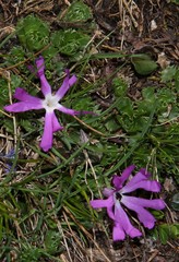 Primula minima