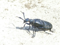 Meloe proscarabaeus