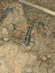 Pentacomia