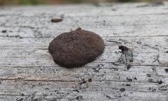 Reticularia intermedia