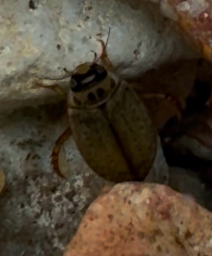 Rhantus gutticollis