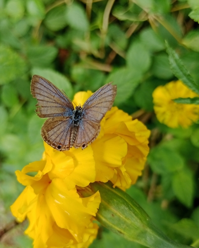 Plains Cupid